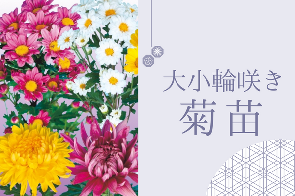 【大・小輪咲き菊苗】